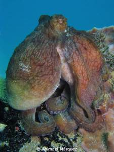 Octopus, Crash Boat, Aguadilla by Abimael Márquez 